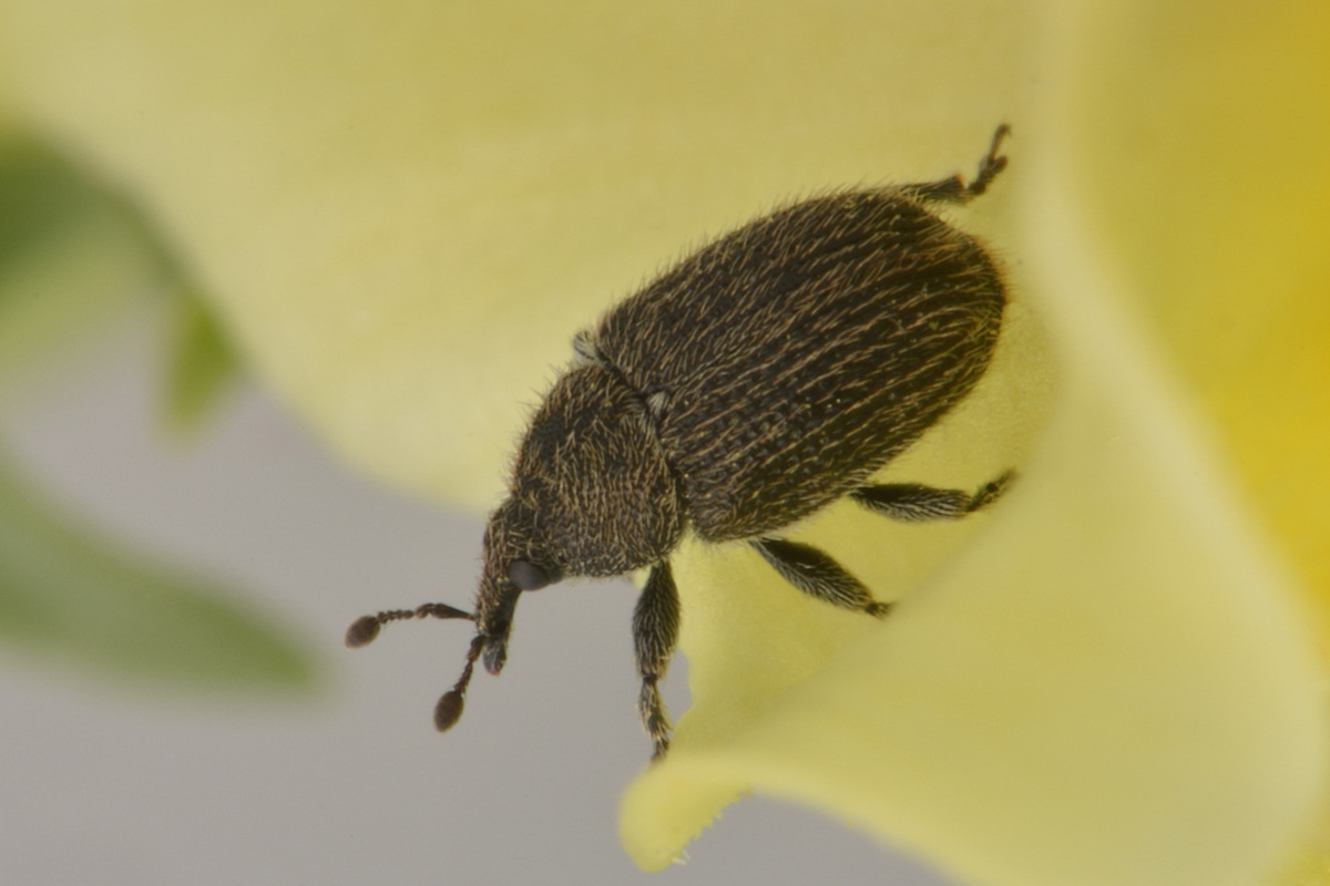 Curculionidae:  Rhinusa sp?  S, Rhinusa neta neta